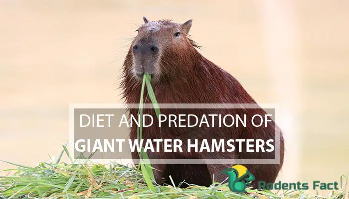Diet and Predation of Giant Water Hamsters