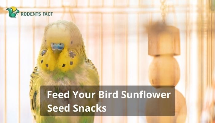 Feed Your Bird Sunflower Seed Snacks