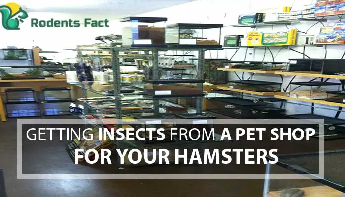  Getting Insects from a Pet Shop for Your Hamsters