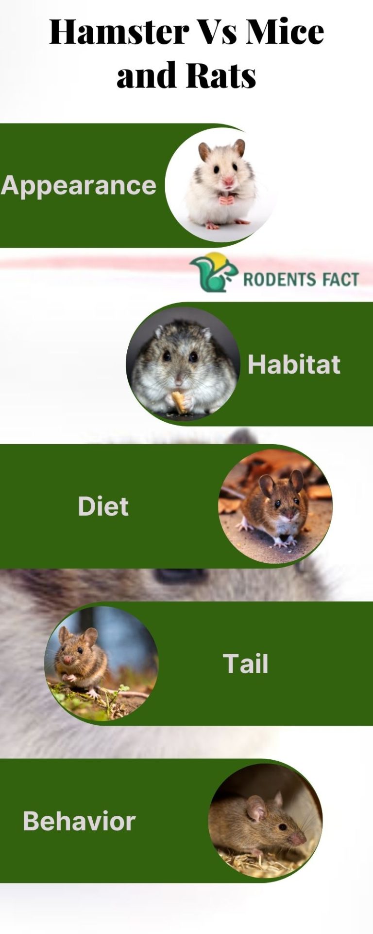 Are Hamsters Related To Rats And Mice? Differences Between Them