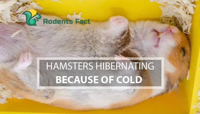 Hamsters Hibernating Because of Cold