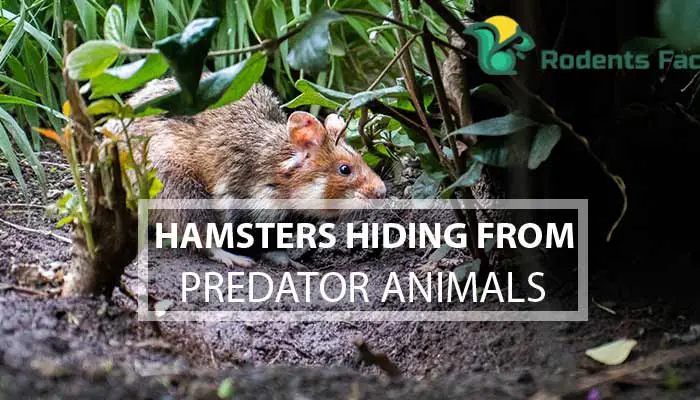 Hamsters Hiding From Predator Animals