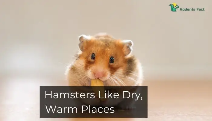 Hamsters Like Dry, Warm Places