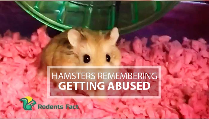 Hamsters Remembering Getting Abused