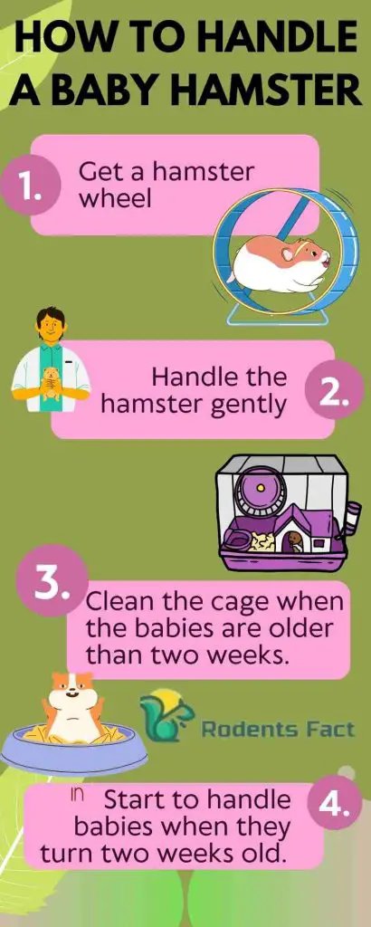 How to Handle a Baby Hamster