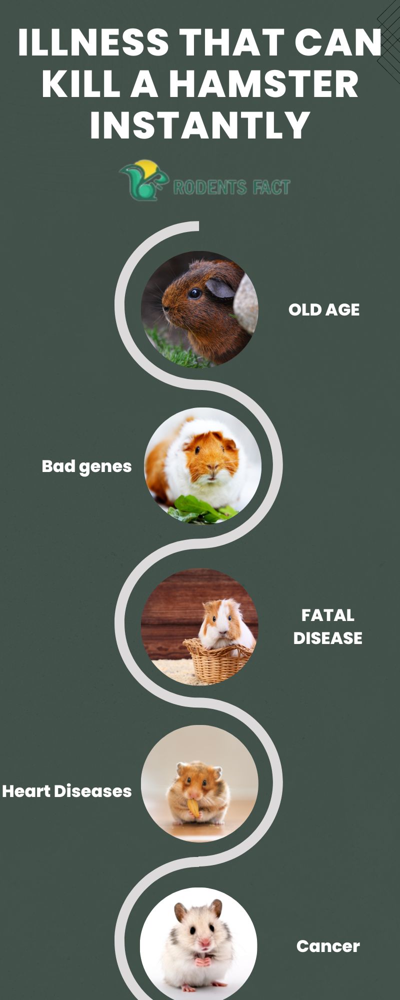 What Can Kill A Hamster Instantly? 6 Signs You Should Be Aware Of