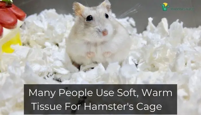 Many People Use Soft, Warm Tissue For Hamster's Cage