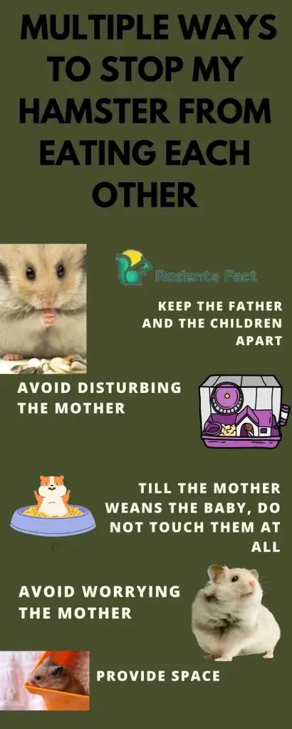 Multiple Ways to Stop My Hamster From Eating Each Other