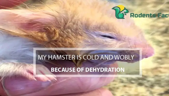  My Hamster is Cold and Wobbly Because of Dehydration