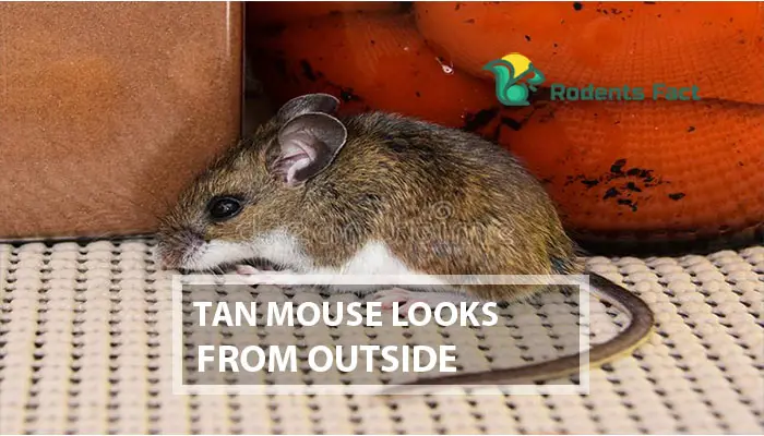 Tan Mouse Looks From Outside