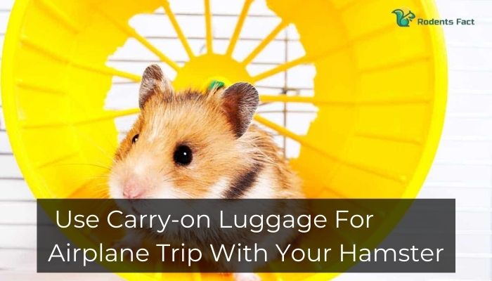 Use Carry-on Luggage For Airplane Trip With Your Hamster