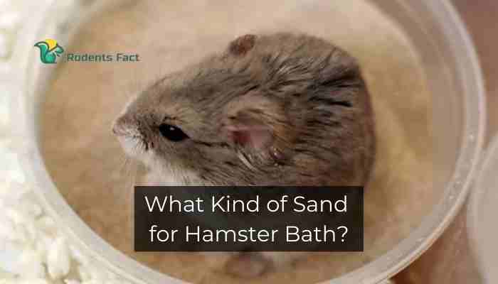 What Kind of Sand for Hamster Bath