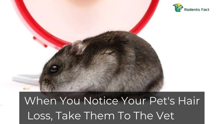 When You Notice Your Pet's Hair Loss, Take Them To The Vet