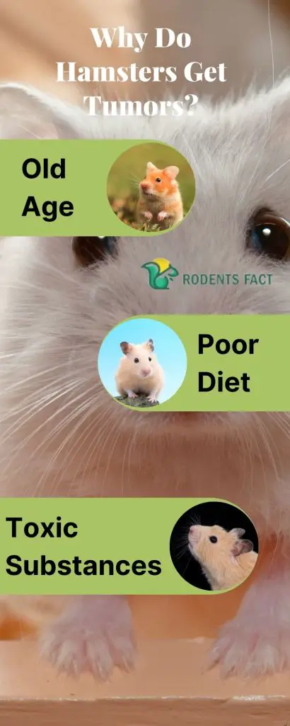 Why Do Hamsters Get Tumors