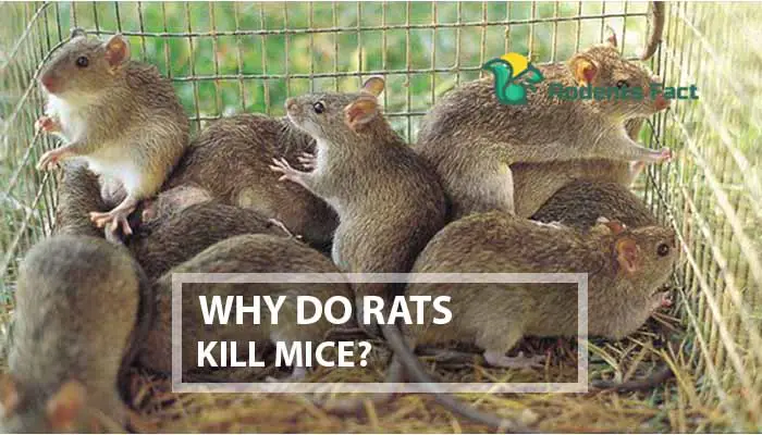 Why Do Rats Kill Mice