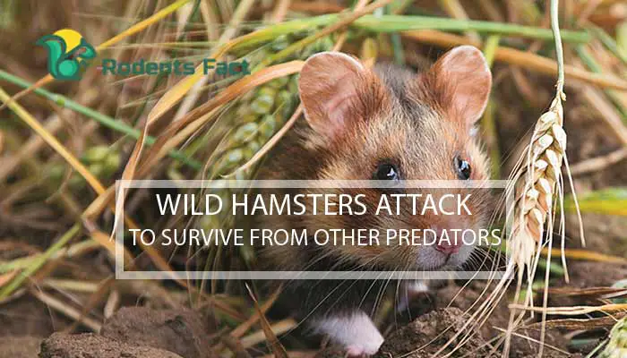 Wild Hamsters Attack To Survive From Other Predators
