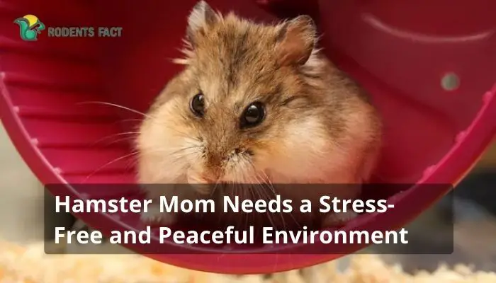  Your Hamster Mom Needs a Stress-Free and Peaceful Environment
