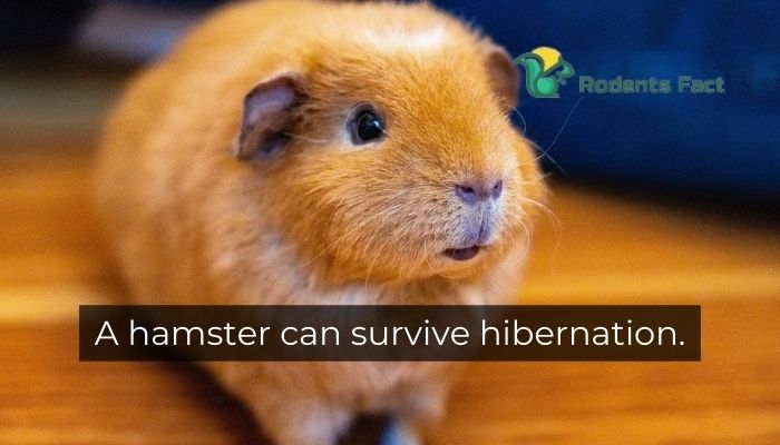 A hamster can survive hibernation