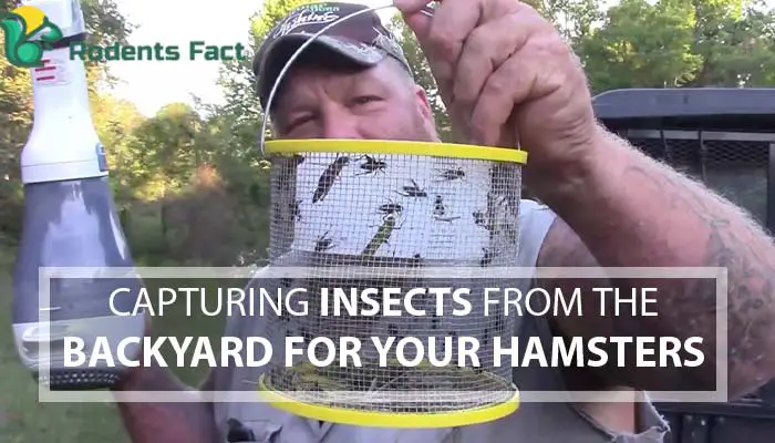 Capturing Insects from the Backyard for your Hamsters