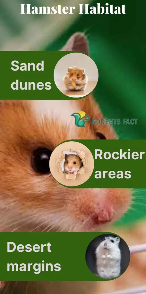 Prevention Of Hamster Abscess