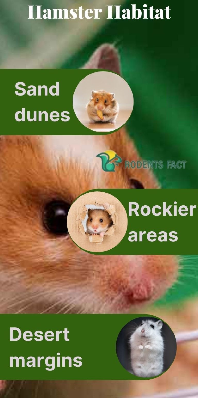 Where Do Hamsters Come From Before the Pet Store? Hamsters’ Origin