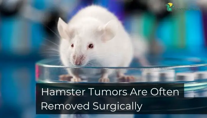 Hamster Tumors Are Often Removed Surgically