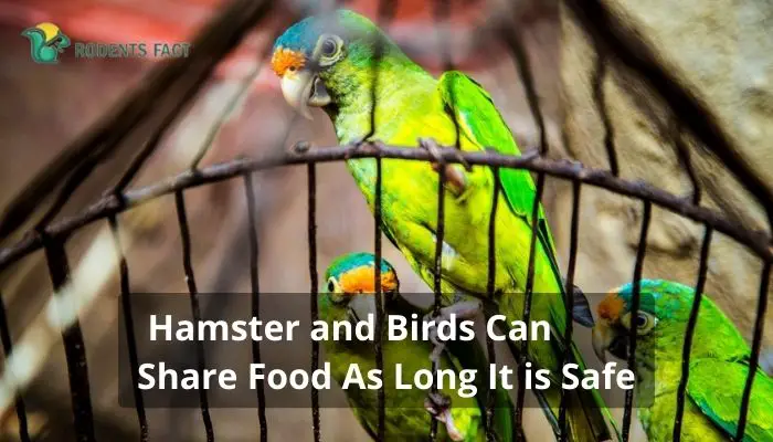 Hamster and Birds Can Share Food As Long It is Safe