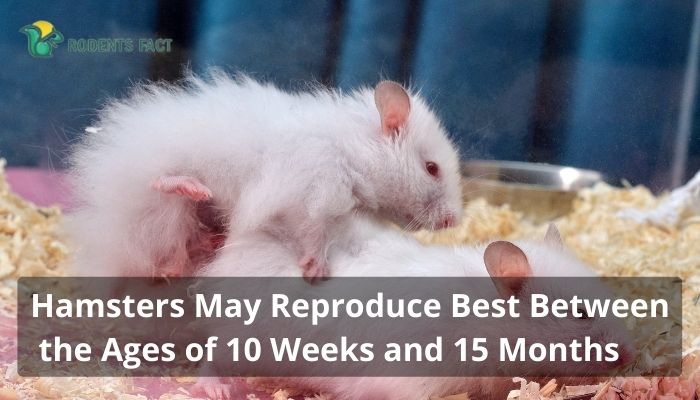Hamsters May Reproduce Best Between the Ages of 10 Weeks and 15 Months