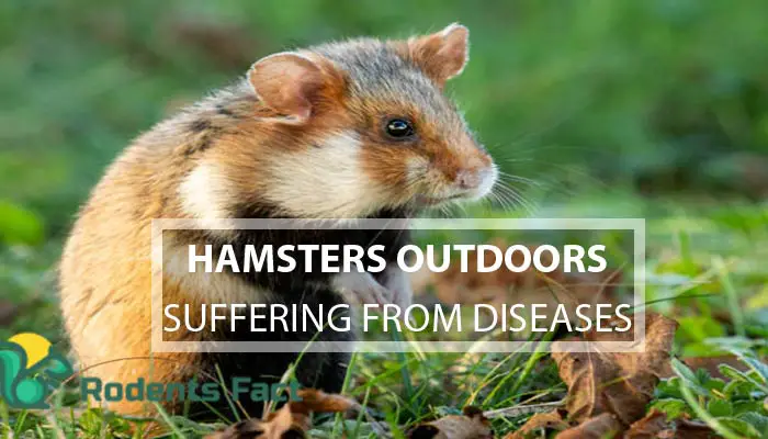 Hamsters Outdoors Suffering From Diseases