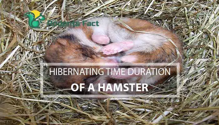 Hibernating Time Duration of a Hamster