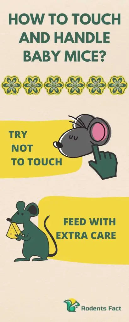 How To Touch And Handle Baby Mice