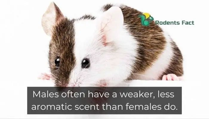 Males often have a weaker, less aromatic scent than females do.