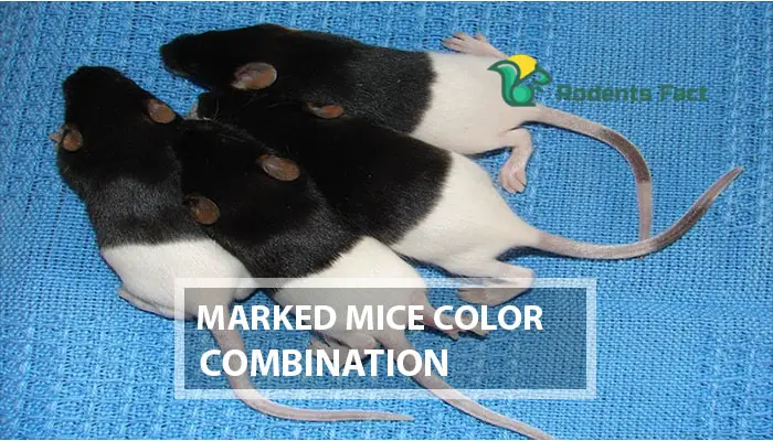 Marked Mice Color Combination