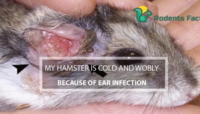 My Hamster is Cold and Wobbly Because of Ear Infection
