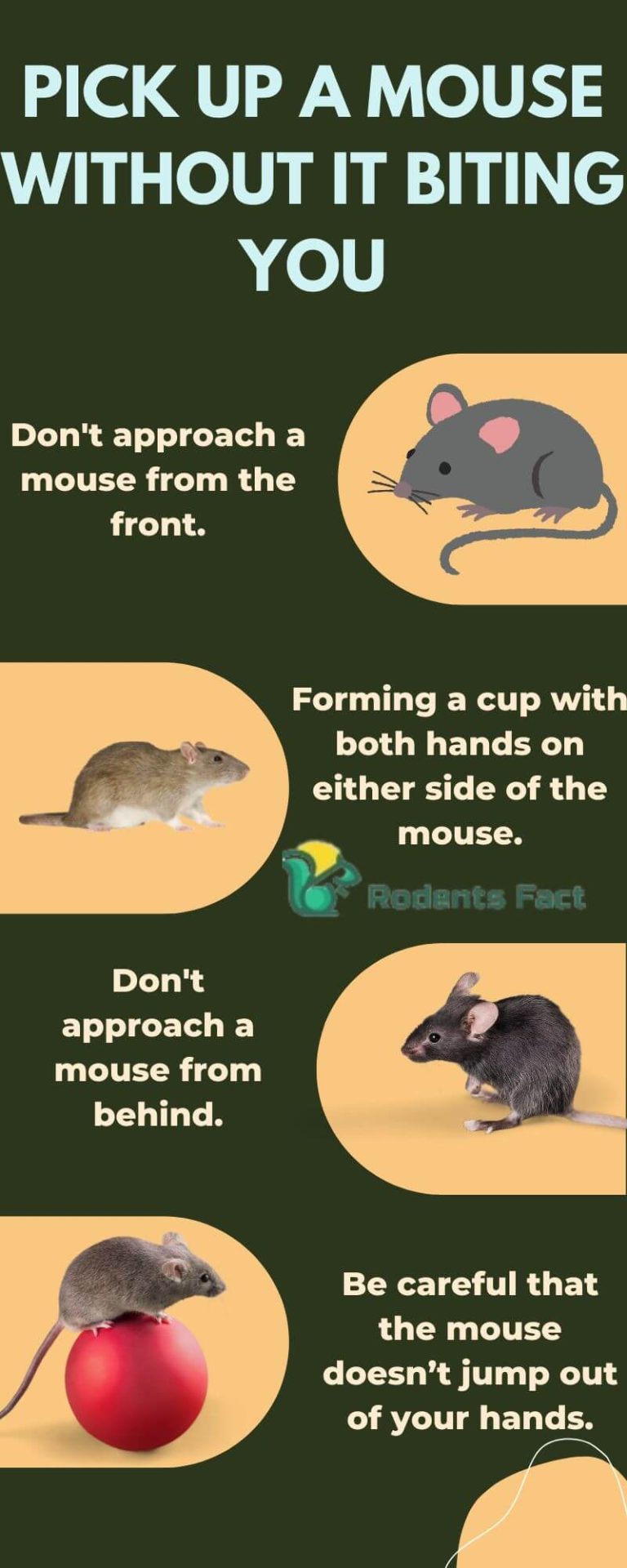 Why Is My Pet Mouse Biting Me? The Concerning Fact