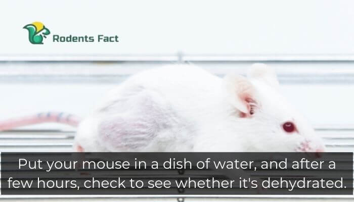 Put your mouse in a dish of water, and after a few hours, check to see whether it's dehydrated.