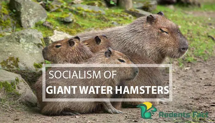 Socialism of GIant Water Hamsters