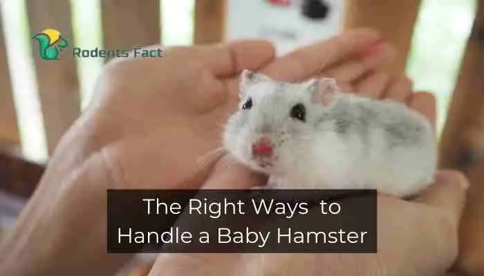 The Right Ways to Handle a Baby Hamster