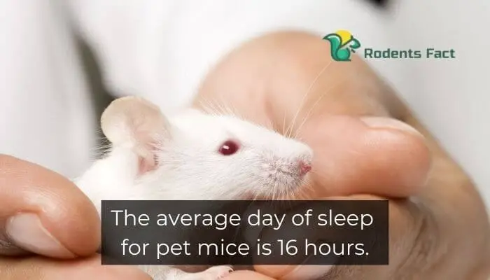  The average day of sleep for pet mice is 16 hours.