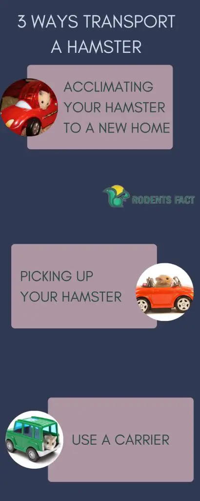 Three Ways Transport A Hamster