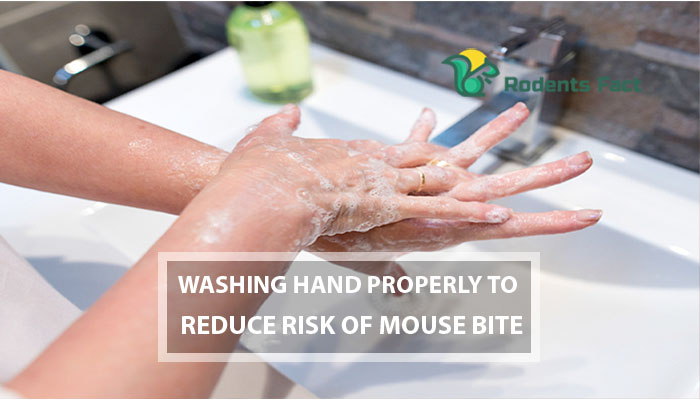 Washing Hands Properly to Reduce Risk of Mouse Bite