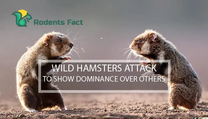  Wild Hamsters Attack To Show Dominance Over Others