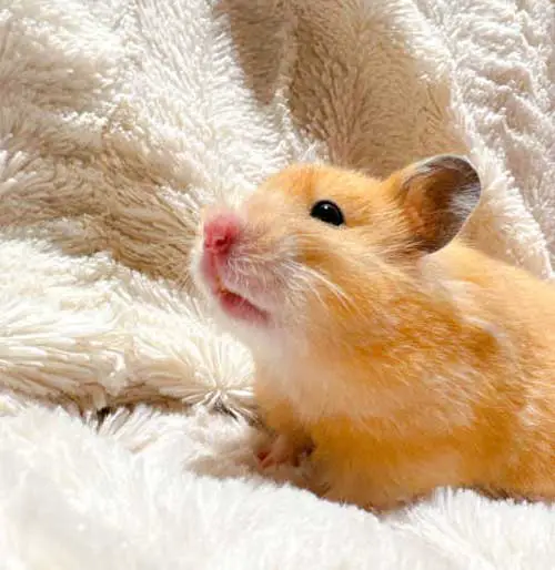 How long can a hamster live with an abscess