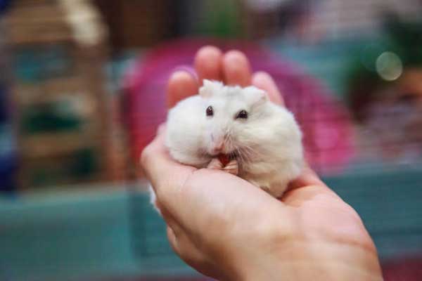 How to treat a hamster abscess at home