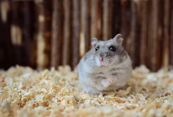 In Which body parts a hamster gets abscess