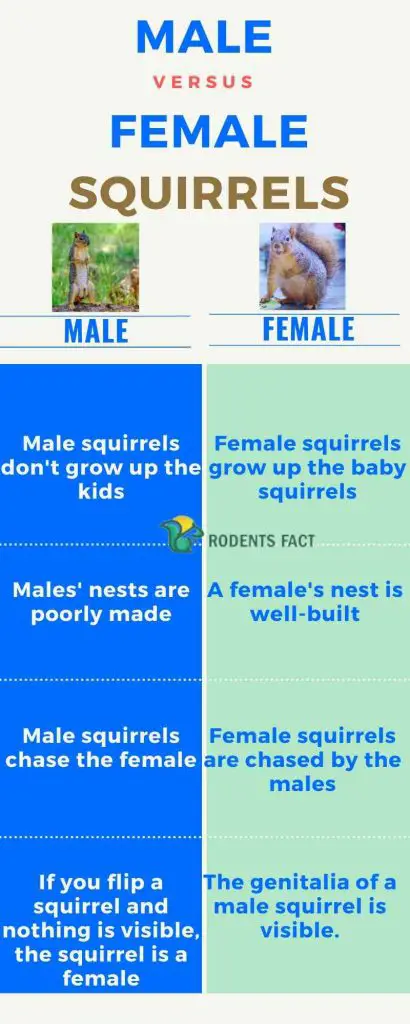 Male vs female squirrels
