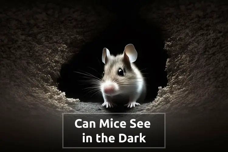 Can Mice See in the Dark? The vision of the Little Rodents