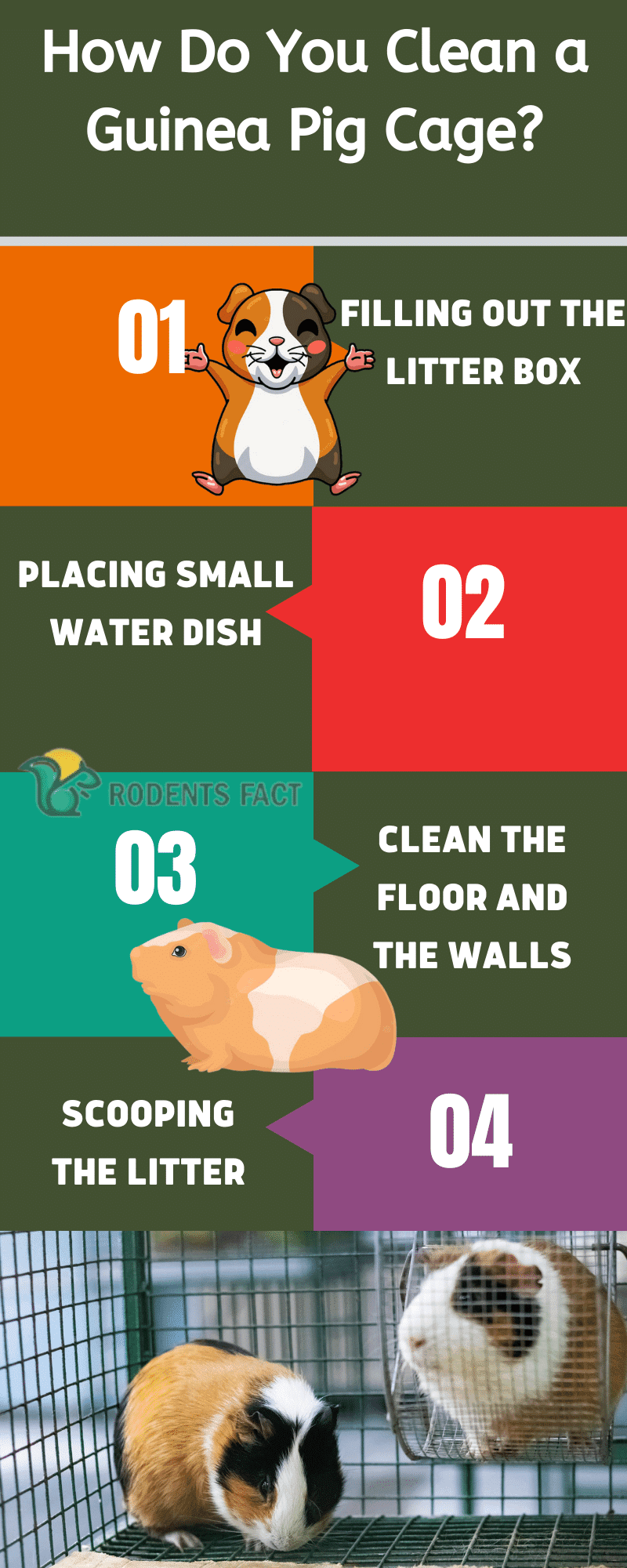 How Do You Clean A Guinea Pig Cage Process And Tips