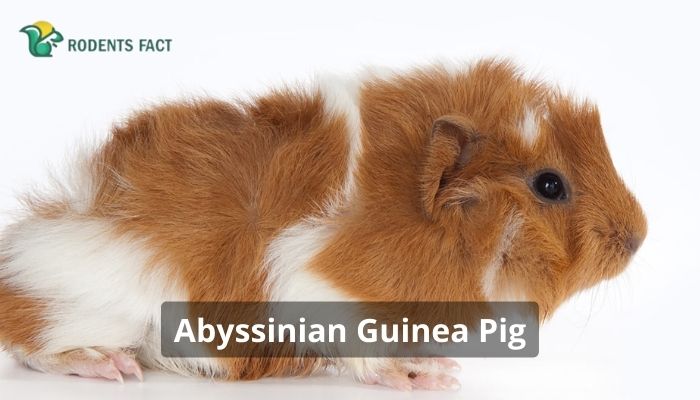 Abyssinian Guinea Pig