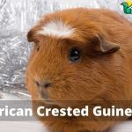 American Crested Guinea Pig